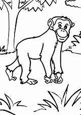 Coloring Chimpanzee Pages Chimp Getcolorings Getdrawings Print Printable sketch template