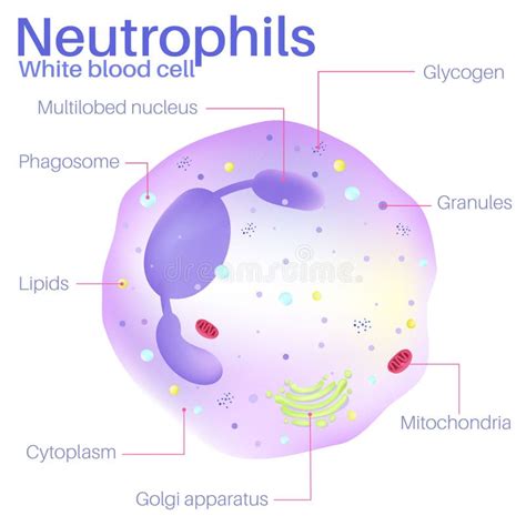 neutrophils  white blood cells stock vector illustration  antibody lymphocyte
