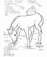 Coloring Horse Pages Wild Foal Popular Grass Eating sketch template