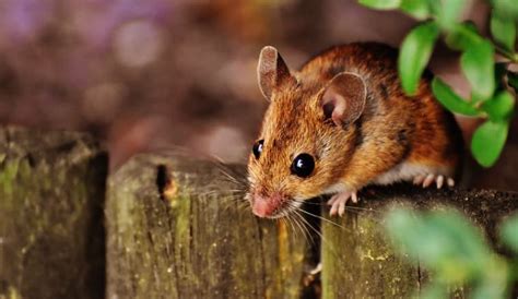 muizen voorkomen en bestrijden  de tuin  handige methodes