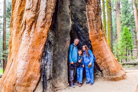 quick travel guide  sequoia national park nicerightnow