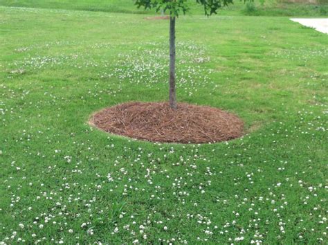 Landscape Solutions For The Base Of Trees
