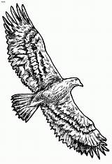 Eagles Tailed Aigle Dessins sketch template