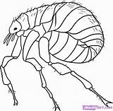 Flea Coloring Pages Water Animals Color Fleas Clipart Step Draw Animal Bugs Online Printable Print Clipground sketch template