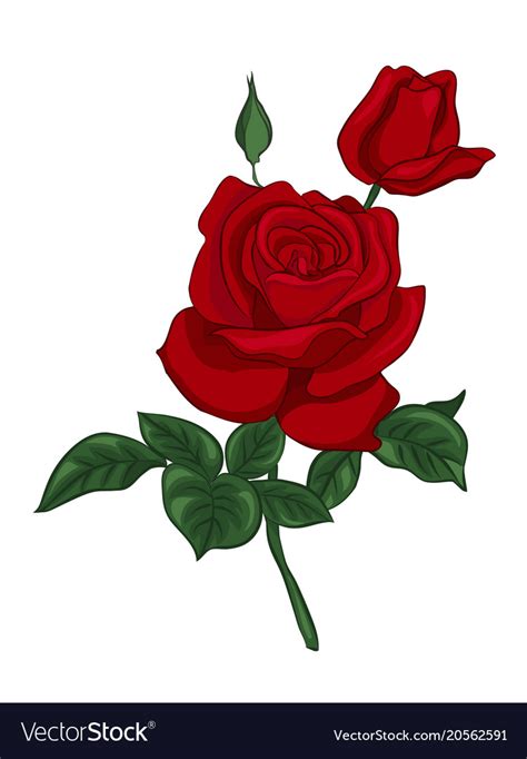 red rose free vector