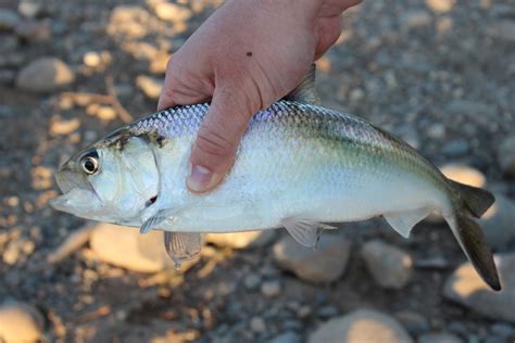 unveiling  mysteries  american river shad