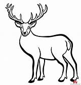 Deer Outline Buck Clipart Head Silhouette Dear Animal Clip Printable Easy Getdrawings Webstockreview sketch template