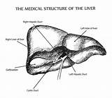 Liver St2 Nephron Kidney Laurel sketch template