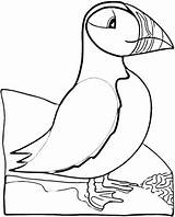 Puffin Atlantic Ptaki Kolorowanki Dzieci Designlooter Papageientaucher Puffins Ausmalbild Animales sketch template
