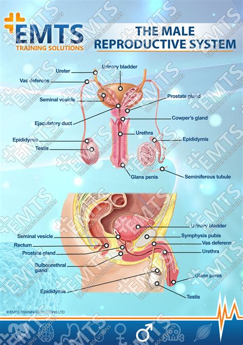 anatomy of the male reproductive system