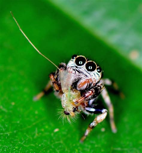 beautiful spider pictures  fun facts hubpages