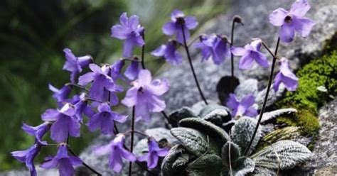 conheca  pequena flor roxa   existe  monte olimpo na grecia