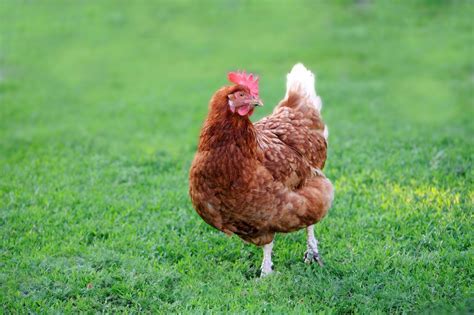 huhn ein praktisches haustier fuer den garten das tierlexikonde