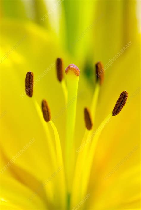 stamens   flower stock image  science photo library