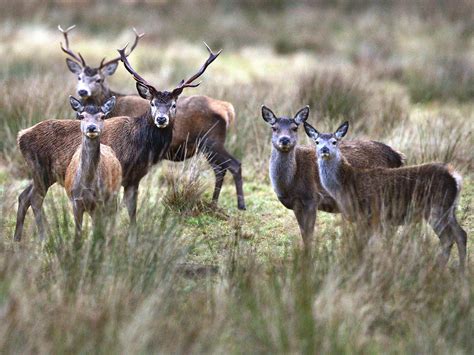 Only Mass Deer Cull Can Prevent Destruction Of British Woodlands And
