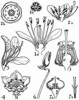 Ericaceae Rhododendron Clethra sketch template