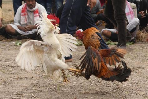 Rooster With Blade Tied To Its Leg Kills Owner During Illegal Cockfight