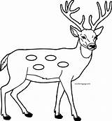 Deers Mammals Wecoloringpage sketch template