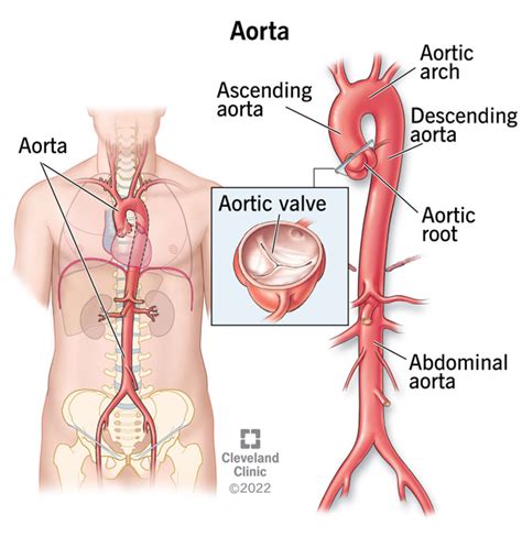 aorta anatomy  function    porn website