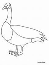 Goose Coloring Canada Animals Pages Canadian Canadagoose Geese Print Kids Book Birds Popular Ws Advertisement sketch template