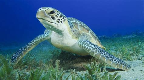 green sea turtle facts  pictures