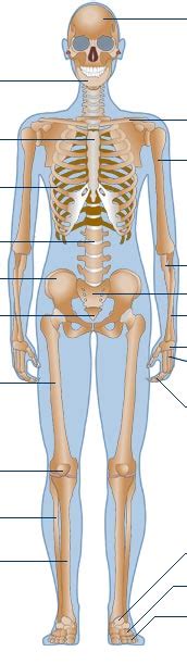 Bbc Science And Nature Human Body And Mind Anatomy Skeletal Anatomy