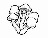 Mushrooms Coloring Poisonous Colorear Coloringcrew sketch template