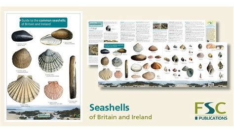 fsc fold  id chart seashells identification chart