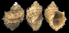 Afbeeldingsresultaten voor "trichotropis Borealis". Grootte: 222 x 106. Bron: www.idscaro.net