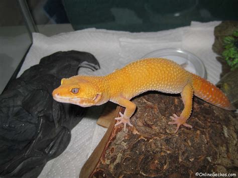 leopard gecko care sheet onlinegeckoscom gecko breeder