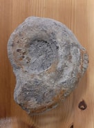 Afbeeldingsresultaten voor grondeldolfijnen Fossielen. Grootte: 136 x 185. Bron: zaansnatuurmilieucentrum.nl