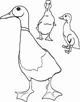 Ducklings sketch template