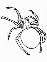 Spider Coloring Tarantula Netart Pages Drawing Getdrawings sketch template