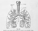 Tubes Bronchial Lungs Medical Illustration Showing Respiratory Vintage sketch template