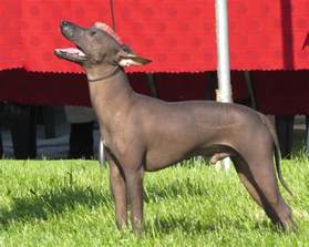 xoloitzcuintli information dog breeds  thepetowners