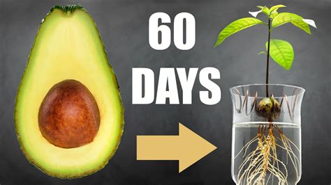 🥑 Avocado Tree From Seed In Water 60 Days Time Lapse Youtube