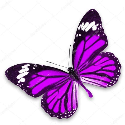 een rechtenvrije paarse vlinder geisoleerd op witte achtergrond stockfoto  van