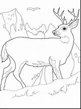Deer Coloring Pages Printable Buck Color Combine Tail Kids Realistic Elk John Deere Tailed Colouring Big Print Bestcoloringpagesforkids Deers Animal sketch template