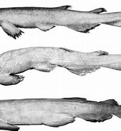 Afbeeldingsresultaten voor "apristurus Atlanticus". Grootte: 171 x 185. Bron: www.researchgate.net