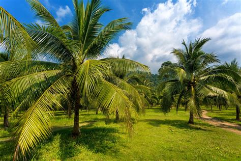 exotische palmen im garten suedliches flair  unseren breitengraden