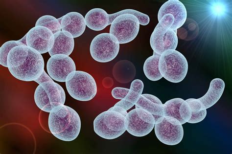 Symptoms Candida Signs Causes Infections And Other Risk