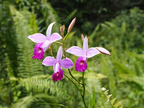 bamboo orchid arundina graminifolia web greenwings wildlife holidays