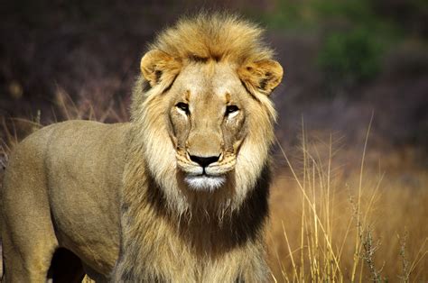 male lion namibia claire thomas photography