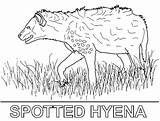Hyena Coloring Spotted sketch template