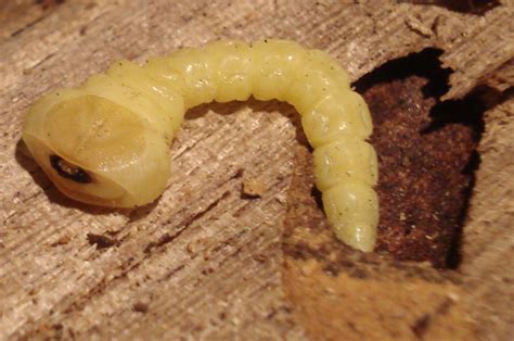 flat headed borer larva hippomelas sphenicus  whats  bug
