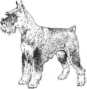airedale terrier coloring pages dog images doberman pinscher