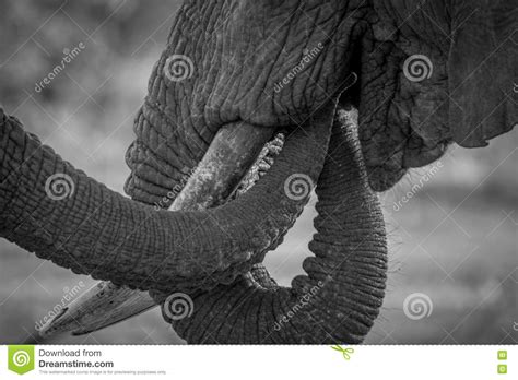 Close Up Of Two Elephant Trunks In Black And White Stock