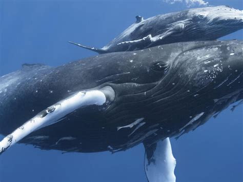 whale species wwf