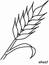 Wheat Plant Coloring Game Print sketch template