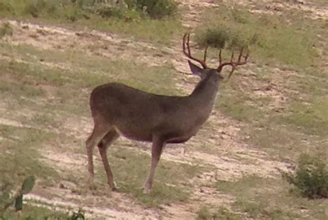 south texas big drop tine  sticker bucks big deer